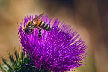 Bee on Purple Thistle