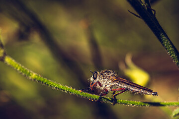 Dragonfly on plant