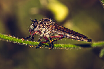 Dragonfly on plant
