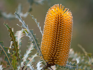 Banksia flower Ashby's