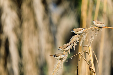 Indian sliver bills swinging on a long grass