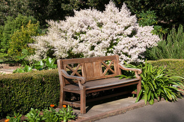 Obraz premium Sydney Australia, wooden garden seat in garden with flowering tetradenia riparia or misty plume bush