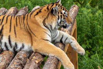 Amur tiger