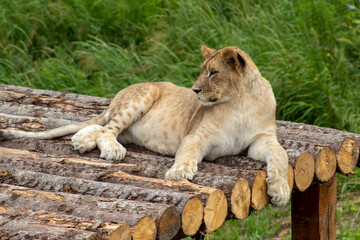 Lioness