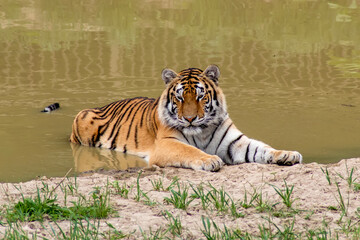 Amur tiger