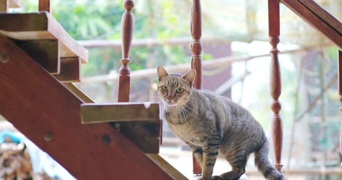 Beautiful asian grey cat in cozy house happy annimal 