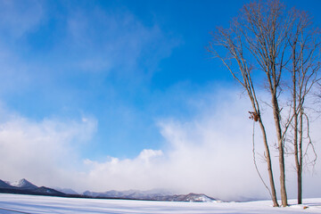 Snowfield, blue sky and trees（Hokkaido, Japan）