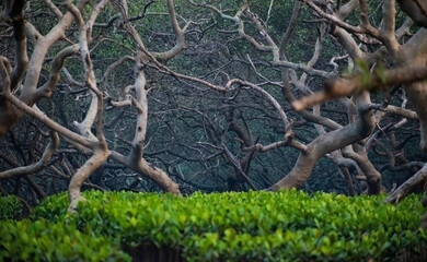 deciduous mangrove forest with greenery and marshy land at Gorai ,Mumbai,Maharashtra