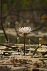 front shot of white and pink lotus flower with baby lotus and leaves floating in pond