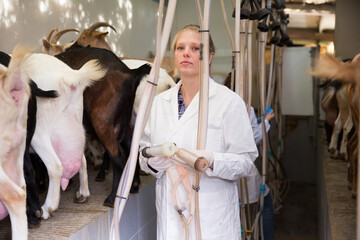 Portrait of professional female breeder in barn ready for goat milking..