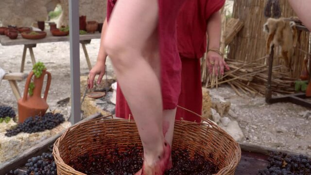 Grape-treading or grape-stomping in traditional wine-making. Grapes are trampled in basket by barefoot woman to release their juices and begin fermentation