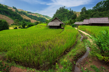 The beautiful nature of green rice fields and ancient farmer huts that are open as homestays welcome visitors to appreciate nature in Chiang Mai, Thailand.