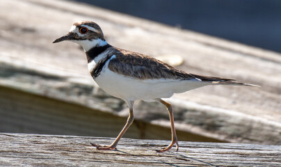 Killdeer Bird