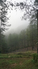 
silhouette of a very dense and beautiful view of mountains and trees
