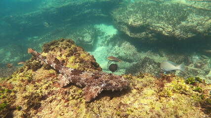 Wobbegon shark swimming over the reef