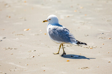 Seagull taking an Afternoon Walk