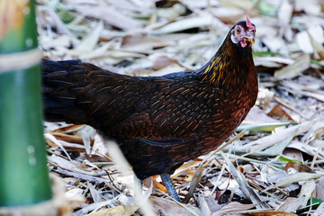 Female chicken in the forest