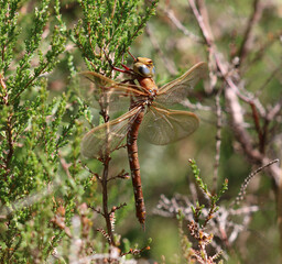 Braune Mosaikjungfer - 