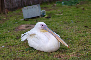 A white pelican sitting on a grass, blurred background. Jerusalem, israel