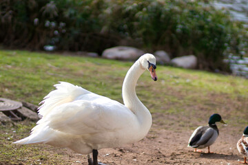 A white swan stands on a grass, a blurred background, in Jerusalem Israel