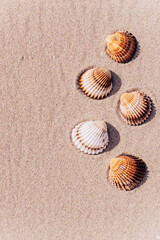 Hello summer with seashells, starfishes on sand ocean beach background. Exotic beach with copy space.