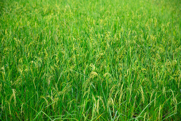 green field of rice