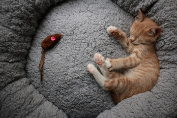 Cute small ginger baby kitten lying in a grey plush round circle pet bed sleeping with a toy mouse.