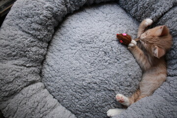 Cute small ginger tabby kitten lying in a soft grey plush circle pet bed clawing at a toy mouse playfully