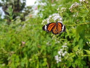 Monarch butterfly is sucking nectar from white chromolaena flower, blurred background, bright sky