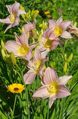 Fototapeta na wymiar Pink daylily (lat. Hemerocallis Lady Liz) blooms on a flower bed in the garden