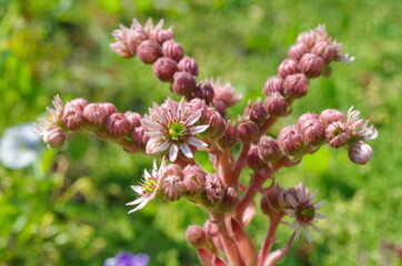 Blooming  Sempervivum succulent plant close-up