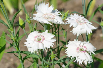 White Chinese carnation (lat. Dianthus chinensis) blooms in the garden