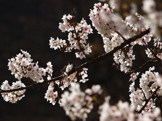 春の陽光を浴びる桜