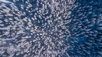 Top down aerial drone view of the snow covered wood after a snowfall. Drone view of the forest in winter. Trees in the snow. Frosty forest. Nature landscape. Italian Alps
