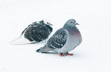 pigeon on the snow