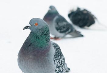 pigeon on the snow