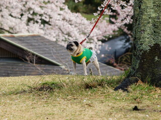 桜に見入る犬