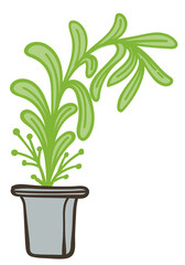 Houseplant with lush leaves in pot, potted flora