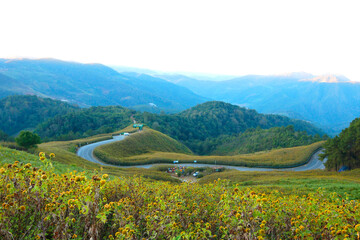 Abstract Background of Sunrise Landscape nature of golden mountain by Mexican sunflower field name Tung Bua Tong in Maehongson (Mae Hong Son),Thailand