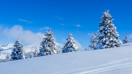 Amazing view of a group of isolated pine trees covered by fresh snow after snowfall. Alpine and winter contest. Wonderful landscape. Freedom and peaceful contest