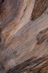 Exfoliating furrowed grey brown aging bark of California Juniper, Juniperus Californica, Cupressaceae, native evergreen arborescent shrub in Joshua Tree National Park, Southern Mojave Desert, Winter.