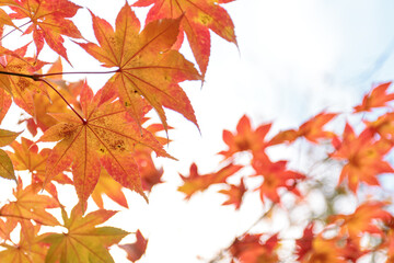 Beautiful Autumn Leaves in Kyoto Japan