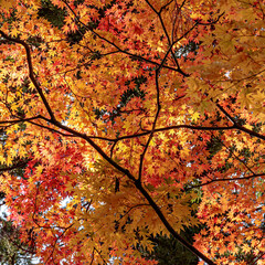 Beautiful Autumn Leaves in Kyoto Japan