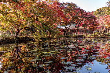 Beautiful Autumn Leaves in Kyoto Japan