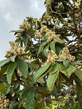 mushmulla tree flowers