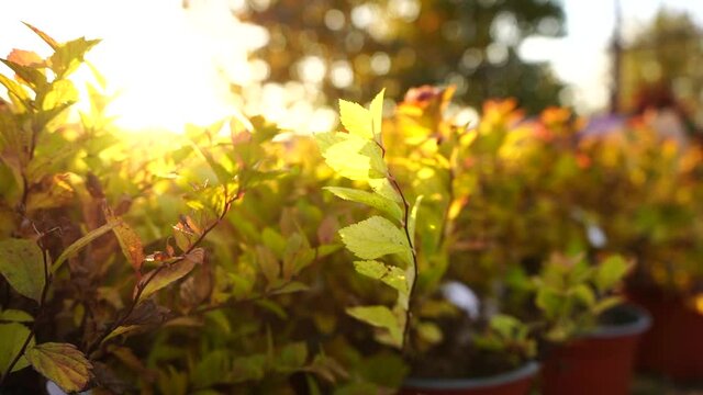 The sun shines through the spirea in the garden center nursery. Slow motion
