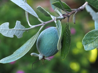 Macro of a pineaple guava tree, Feijoa, with fruit