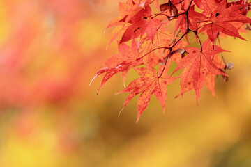 Naklejka na ściany i meble Beautiful Autumn Leaves in Kyoto Japan