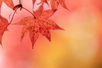 Beautiful Autumn Leaves in Kyoto Japan