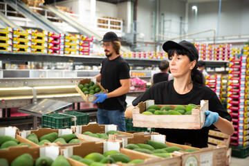 Female warehouse worker carrying box with fresh avocado fruits on packing facility